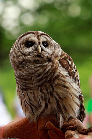Barred Owl