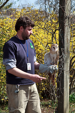 Barn Owl