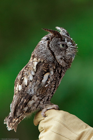 Eastern Screech Owl