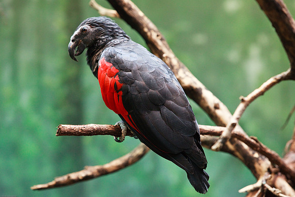 Pesquet's Parrot
