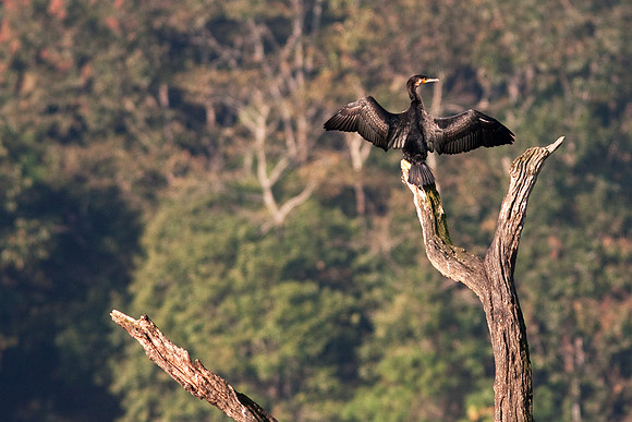 Published in the Audubon Weekly