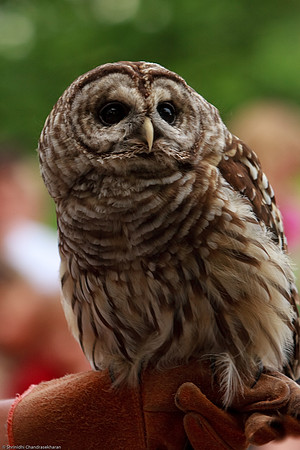 Barred Owl