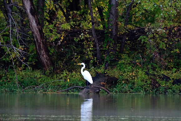 Great Egret