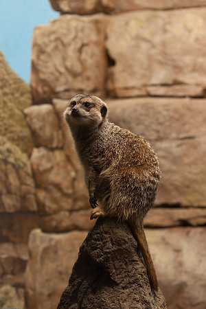 Meerkat