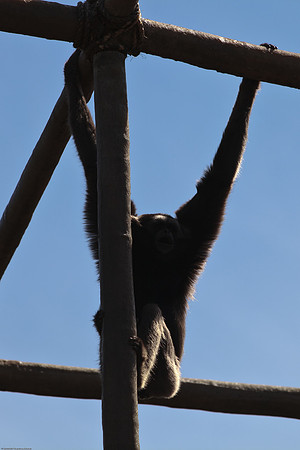 Mueller’s Gibbon