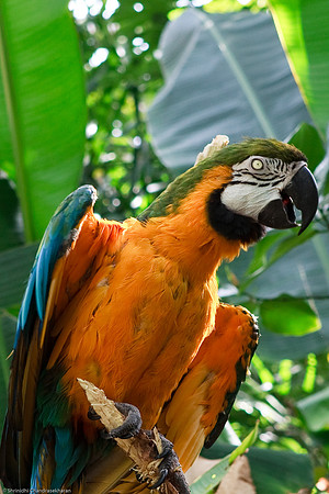 Blue and Gold Macaw