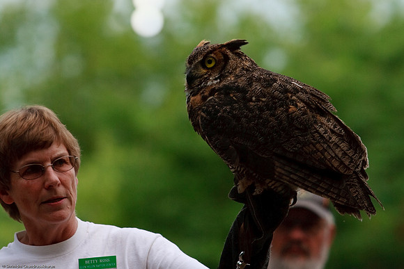Great Horned Owl
