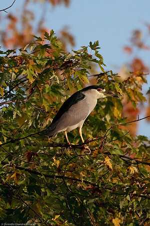 Black Crowned Night Heron