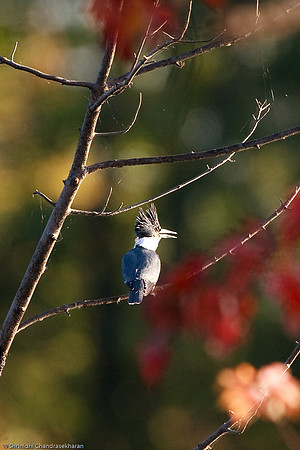 Belted Kingfisher