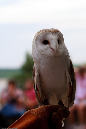 Common Barn Owl