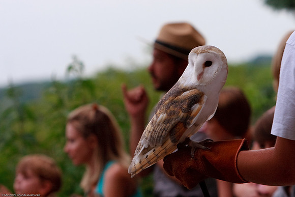 Common Barn Owl