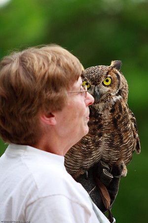 Great Horned Owl
