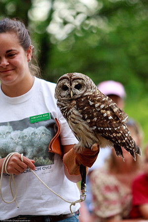 Barred Owl