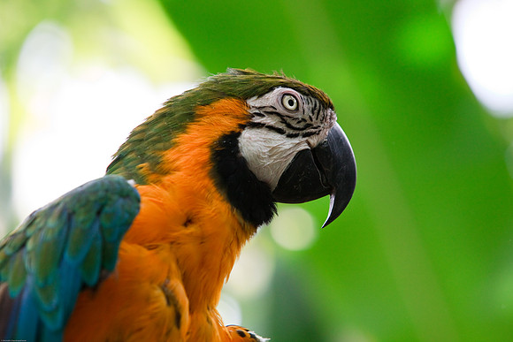 Blue and Gold Macaw