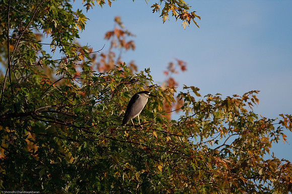 Black Crowned Night Heron