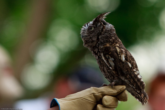 Eastern Screech Owl