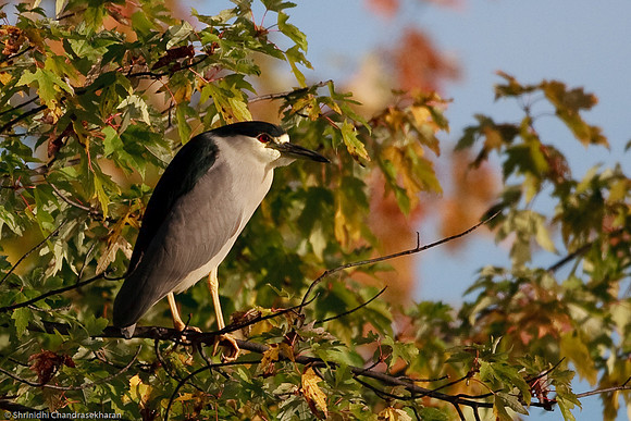 Black Crowned Night Heron