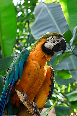 Blue and Gold Macaw