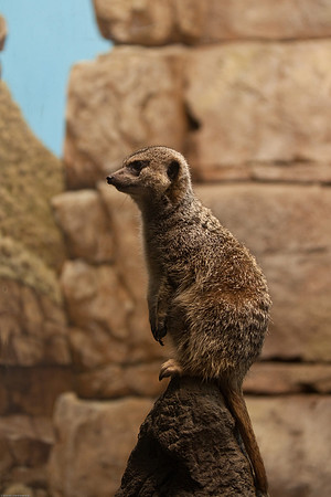 Meerkat