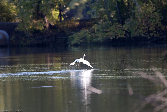 Great Egret
