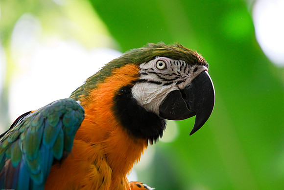 Blue and Gold Macaw
