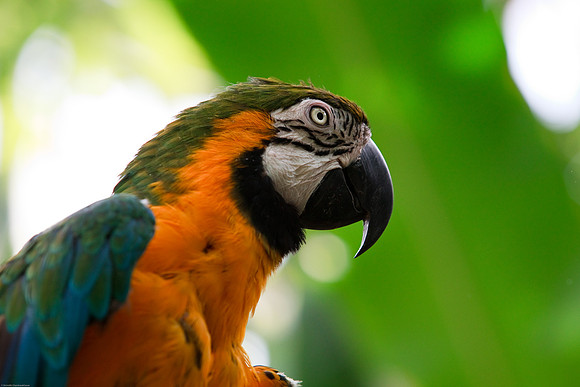 Blue and Gold Macaw