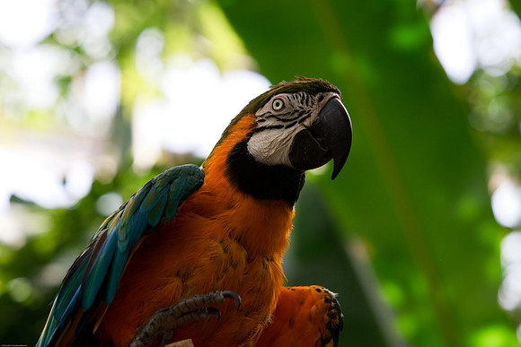 Blue and Gold Macaw