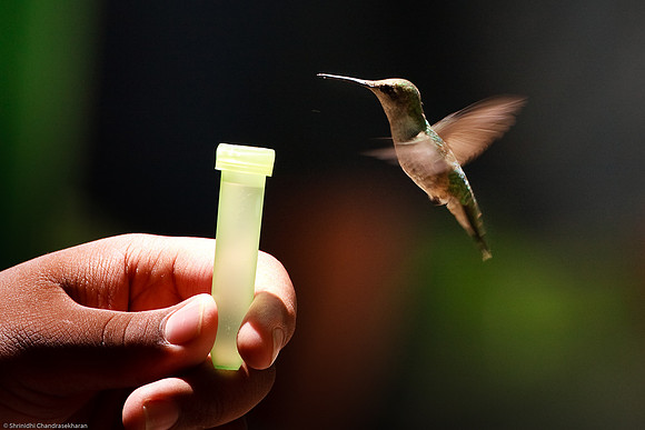 Ruby-throated hummingbird (Female)