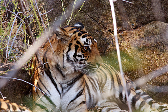 Royal Bengal Tiger