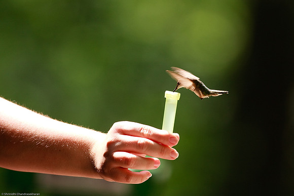 Ruby-throated hummingbird (Female)