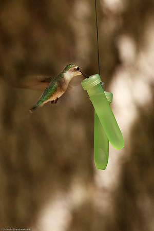 Ruby-throated hummingbird (Female)