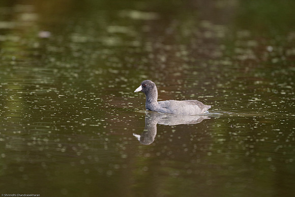 American Coot