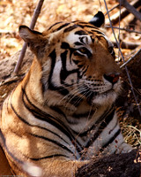 2008-12 Kanha National Park, Madhya Pradesh, India