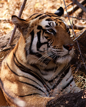 Royal Bengal Tiger