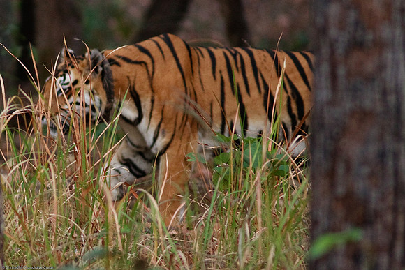 Royal Bengal Tiger