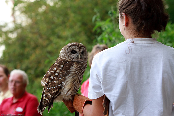 Barred Owl
