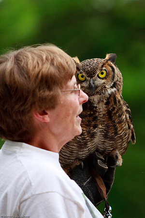 Great Horned Owl