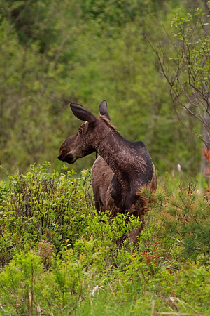 Moose