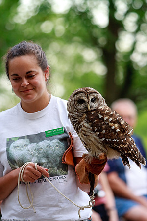 Barred Owl