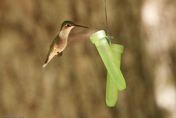 Ruby-throated hummingbird (Female)