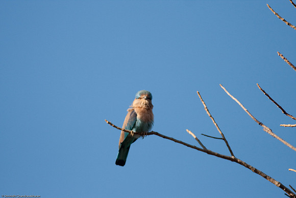 Indian Roller