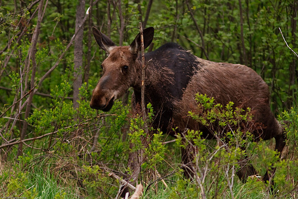 Moose