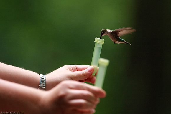 Ruby-throated hummingbird (Female)