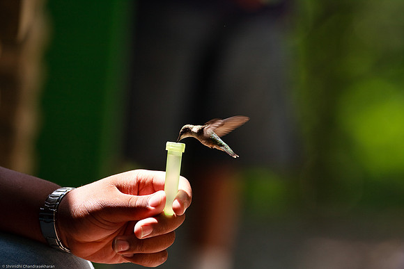 Ruby-throated hummingbird (Female)