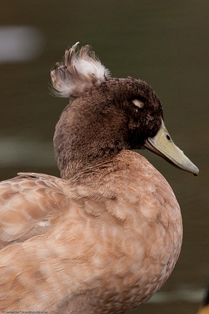 Mallard