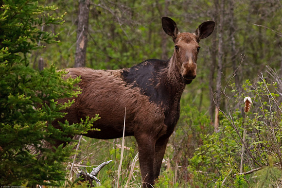 Moose