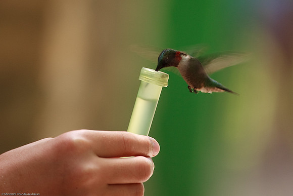 Ruby-throated hummingbird (Male)
