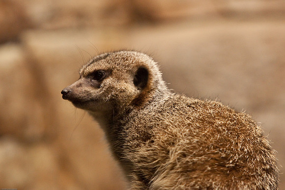 Meerkat