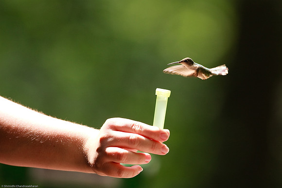 Ruby-throated hummingbird (Female)