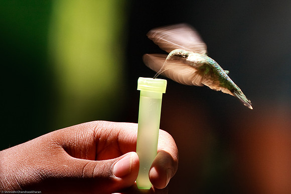 Ruby-throated hummingbird (Female)
